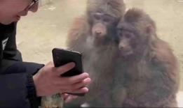 猴子视频,趣味横生的动物世界瞬间